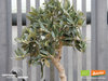 Mini Olivenbäumchen mit knorrigem Stamm | Olea europaea | Demeter