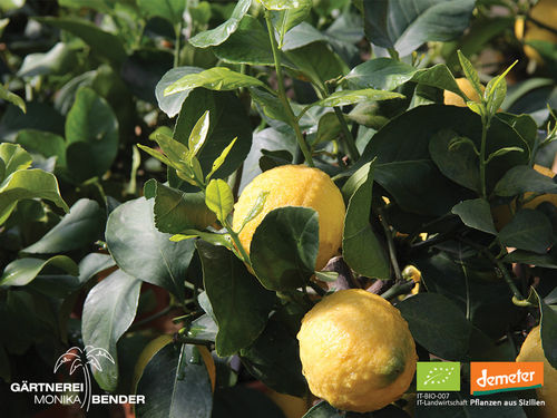 Zitronenbäumchen – Vier Jahreszeiten Zitrone | Citrus x limon 'Lunario' | Demeter