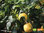 Zitronenbäumchen – Vier Jahreszeiten Zitrone | Citrus x limon 'Lunario' | Demeter