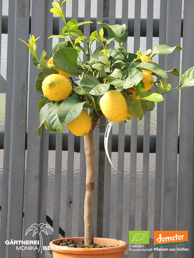 Zitronenbäumchen – Vier Jahreszeiten Zitrone | Citrus x limon &amp;#39;Lunario ...