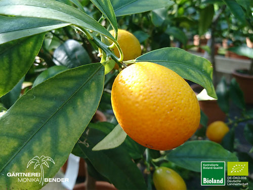 Kumquatbäumchen – Ovale Kumquat | (Citrus) Fortunella margarita | Demeter