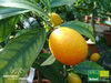 Kumquatbäumchen – Ovale Kumquat | (Citrus) Fortunella margarita | Demeter