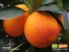 Orangenbäumchen – Halbblut Orange | Citrus sinensis 'Tarocco' | Demeter