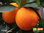 Orangenbäumchen – Halbblut Orange | Citrus sinensis 'Tarocco' | Demeter