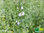 Arabisches Bergkraut | Micromeria fruticosa | Bioland