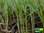 Erdmandel | Cyperus esculentus | Bioland