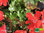 Geranie-Friesdorf | Pelargonium cv. 'Friesdorf' | Bioland