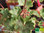 Zwerg Kaktusblütige Geranie | Pelargonium  zonale 'Mini Czech' | Bioland