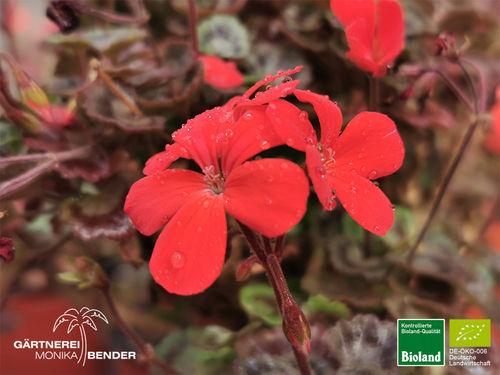 Rote Mini Pelargonie  | Pelargonium zonale var. mini | Bioland