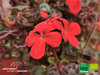 Rote Mini Pelargonie  | Pelargonium zonale var. mini | Bioland