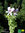 Zitronen Duftperlagonie | Pelargonium citriodorum 'Variegata'| Bioland