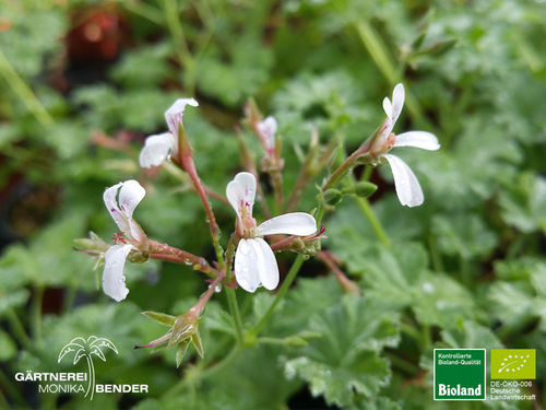 Muskat Duftpelargonie | Pelargonium fragrans | Bioland