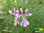 Feinblättrige Duftpelargonie | Pelargonium x scabrum | Bioland