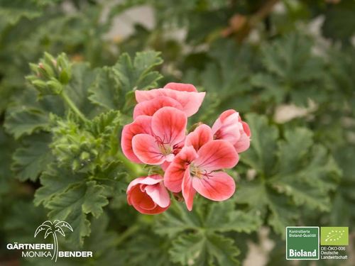 Aprikosen Duftpelargonie | Pelargonium x unique 'Madame Nonin' | Bioland