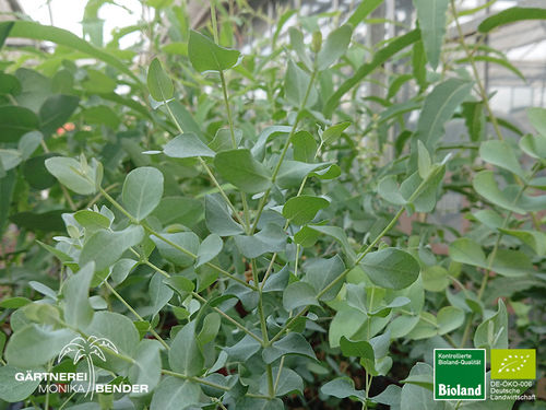 Eukalyptus | Eucalyptus gunnii 'Silberhütchen' | Bioland
