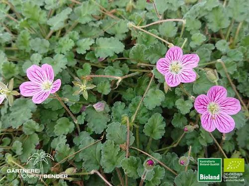 Rosablütiger Reiherschnabel | Erodium x variable 'Rosenrot' | Bioland