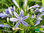 Schmucklilie | Agapanthus | Bioland