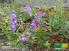 Baikal-Helmkraut | Scutellaria baicalensis | Bioland