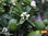 Chinotto | Citrus myrtifolia | Demeter