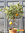 Orangenbäumchen – Panaschierte Orange | Citrus sinensis 'Variegatum' | Demeter