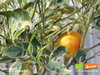 Orangenbäumchen – Panaschierte Orange | Citrus sinensis 'Variegatum' | Demeter