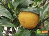 Bergamottenbäumchen | Citrus bergamia | Demeter