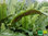 Hirschzungenfarn | Phyllitis scolopendrium | Bioland