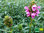 Rosa Braunelle | Prunella grandiflora 'Rose' | Bioland