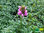Rosa Braunelle | Prunella grandiflora 'Rose' | Bioland