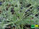 Marokko Bertram | Anacyclus pyrethrum var. Depressus 'Silberkissen' | Bioland