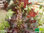 Roter Shiso | Perilla frutescens | Bioland