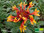 Orangene Kokardenblume | Gaillardia x grandiflora 'Blaze' | Bioland