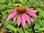 Sonnenhut | Echinacea purpurea 'Magnus' | Bioland