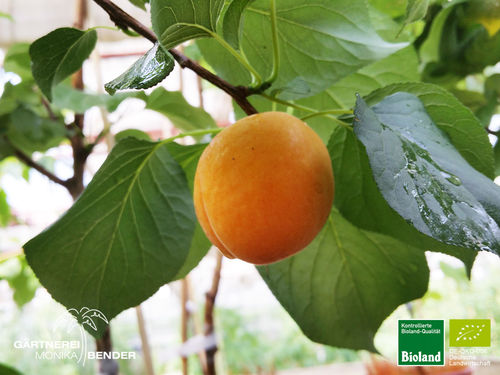 Aprikose | Prunus armeniaca | Bioland
