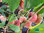 Weinberg Pfirsich | Prunus persica | Bioland
