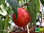 Roter Pfirsich | Prunus persica | Bioland