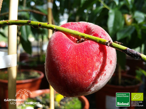 Roter Pfirsich | Prunus persica | Bioland
