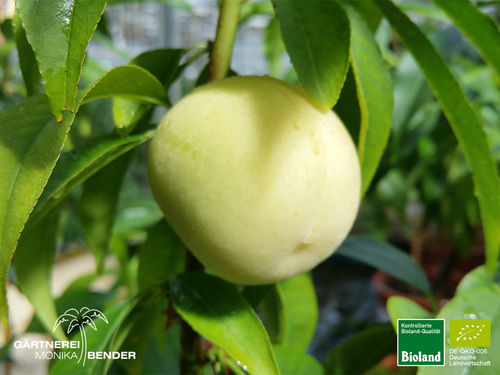 Weißer Pfirsich | Prunus persica | Bioland