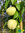 Weißer Pfirsich | Prunus persica | Bioland