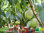 Nektarine | Prunus persica var. nucipersica | Bioland | winterhart in Weinbaulage