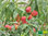Nektarine | Prunus persica var. nucipersica | Bioland | winterhart in Weinbaulage