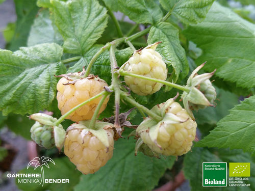Himbeere | Gelbe Himbeere | Rubus idaeus | Bioland