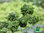 Zitronen Duftpelargonie | Pelargonium citriodorum 'Bonsai Lemon Tree' | Bioland