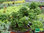 Zitronen Duftpelargonie | Pelargonium citriodorum 'Bonsai Lemon Tree' | Bioland