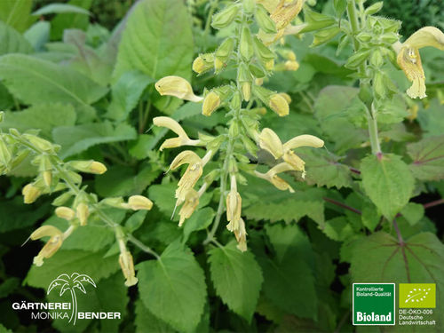 Gelber Salbei | Salvia glutinosa | Bioland