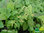Gelber Salbei | Salvia glutinosa | Bioland