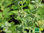 Gewöhnlicher Andorn | Marrubium vulgare | Bioland