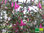 Zwergfuchsie | Fuchsia microphylla ssp. microphylla | Bioland
