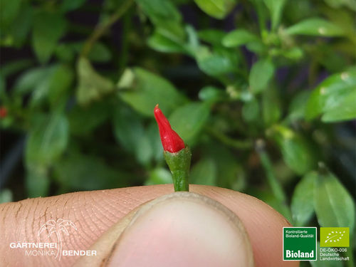Balkonchili 'Thai Mini Mini' | Capsicum annum | Bioland