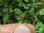 Balkonchili 'Thai Mini Mini' | Capsicum annum | Bioland